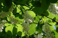 Styrax à grandes feuilles