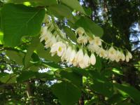 Styrax à grandes feuilles