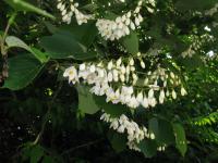 Styrax à grandes feuilles