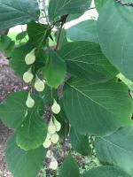 Styrax à grandes feuilles