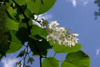 Styrax à grandes feuilles