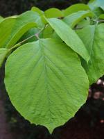 Styrax à grandes feuilles