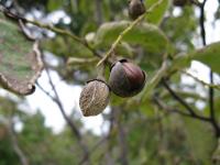 Styrax à grandes feuilles