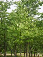 Styrax à grandes feuilles