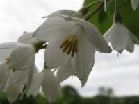 Styrax à grandes feuilles