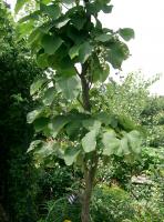 Styrax à grandes feuilles