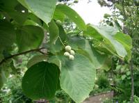 Styrax à grandes feuilles