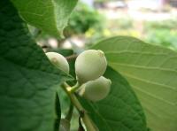 Styrax à grandes feuilles