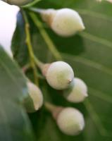 Styrax à grandes feuilles