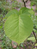 Styrax à grandes feuilles