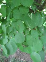 Styrax à grandes feuilles