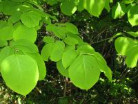 Styrax à grandes feuilles