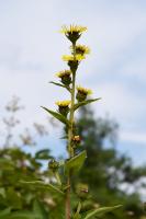 Inule racemosa