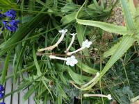 Sinningia à fleurs en trompette