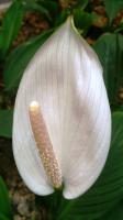 Spathiphyllum cannifolium