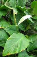 Spathiphyllum cannifolium