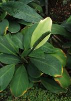 Spathiphyllum cannifolium