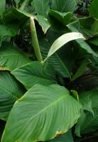 Spathiphyllum cannifolium