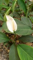 Spathiphyllum cannifolium