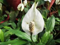 Spathiphyllum cannifolium