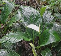 Spathiphyllum cannifolium