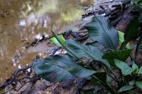 Spathiphyllum cannifolium