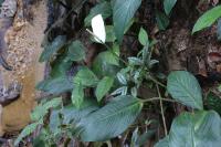 Spathiphyllum cannifolium