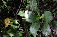 Spathiphyllum cannifolium