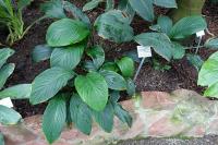 Spathiphyllum cannifolium