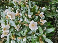 Eucryphia de Nymans