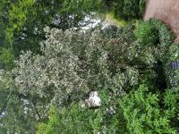 Eucryphia de Nymans