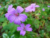 Géranium magnifique