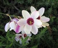 Ixia maculé