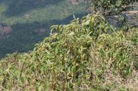 Strobilanthes callosa