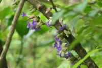 Strobilanthes callosa