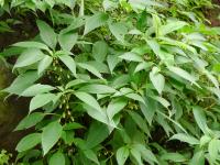 Strobilanthes callosa