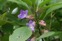 Strobilanthes callosa