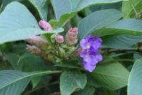 Strobilanthes callosa