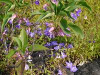 Strobilanthes callosa