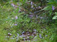 Strobilanthes callosa