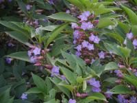 Strobilanthes callosa