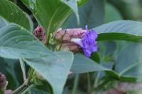 Strobilanthes callosa