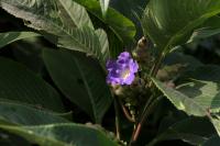 Strobilanthes callosa