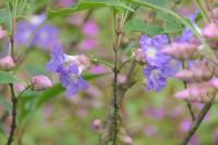 Strobilanthes callosa