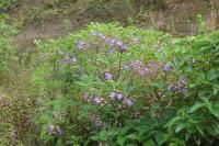 Strobilanthes callosa