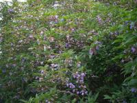 Strobilanthes callosa