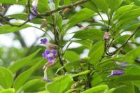 Strobilanthes callosa