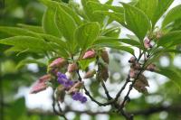 Strobilanthes callosa