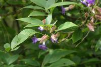 Strobilanthes callosa