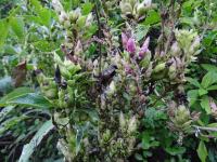 Strobilanthes callosa